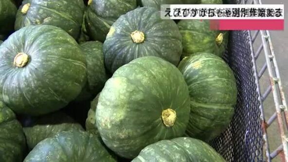 りっくんまえびすかぼちゃ 中型 緑 中西さんのえびすかぼちゃ 【業務用食材の仕入れなら八面六臂】